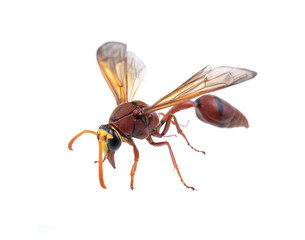 Hornet on a white background