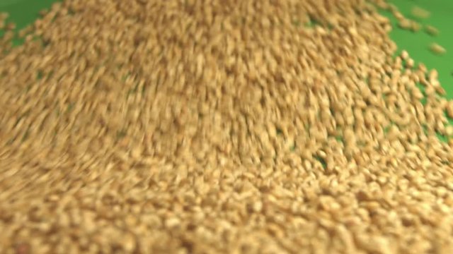 Wheat grains on a green background. 2 Shots. Slow motion. Vertical pan. Close-up.