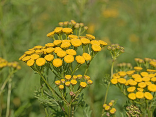 Rainfarn, Tanacetum vulgare