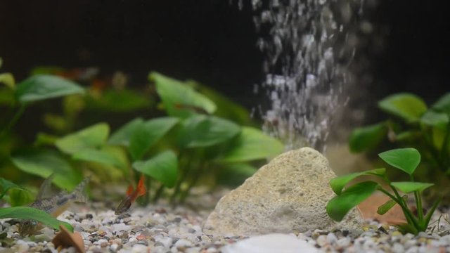Close up of a domestic  aquarium full of young fish. The majority of them are guppies, some females are pregnant, red neons and grey corydoras