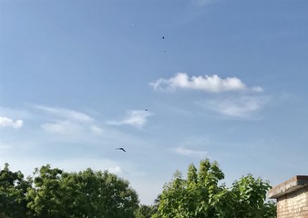 A bird is flying in the sky 