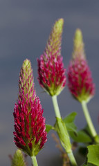 Red clover blooming