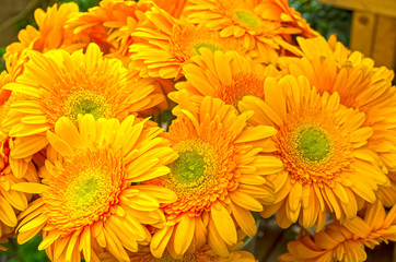 Bright orange gerberas.