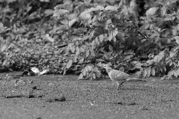 The little bird from Thailand or Streptopelia chinensis - black and white