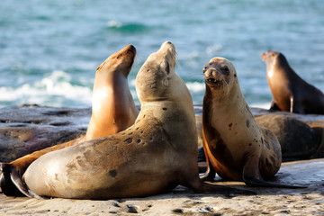 Fototapeta premium Grupa dzikich fok grających w La Jolla Cove w Sunny Late After Noon, San Diego, Kalifornia, USA.