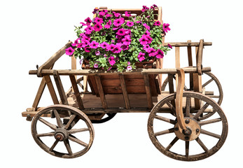 Colorful of petunia flowers on wooden trolley 
