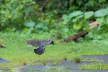 Pigeon lands on the background of a green park