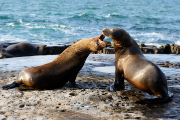 Naklejka premium Two Seals Playing at La Jolla Cove on a Sunny Late After Noon, San Diego, California, USA.