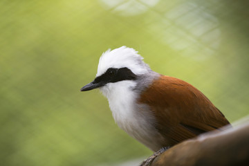 Portrait of Garrulax leucolophus