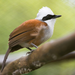 White-crested Laughingthrush bird or Garrulax leucolophus from Thailand