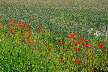 poppy flowers on meadow