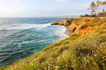 Cliff with Pink Flowers and green plants at  La Jolla Cove on a late afternoon. The Cove is protected as part of a marine reserve