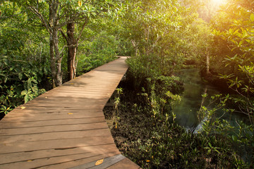 Wooden bridge to the jungle, Tha pom mangrove forest, Krabi,Thailand