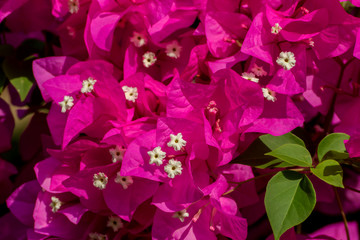 Bougainvillea flower.
