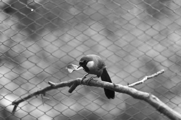 Little funny bird with a leaf in its beak - black and white