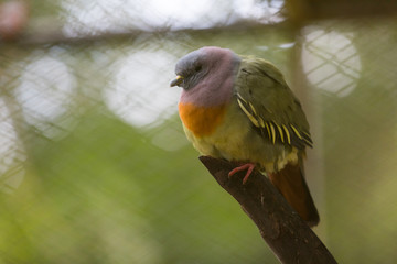 Small thick bird from the rain forest