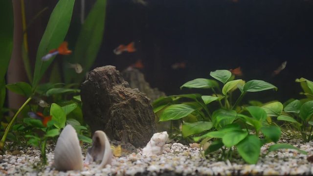 Domestic aquarium full of young fish. The majority of them are guppies, some females are pregnant, red neons and grey corydoras