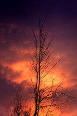 Silhouettes of tree branches and twilight background.