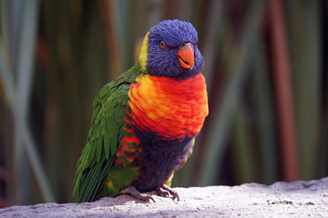 Lorikeet Vogel