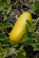 Close-up of a Cantaloupe melon (Cucumis melo) ripening on plant vines