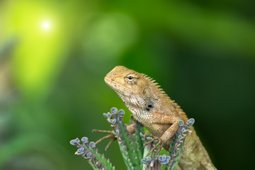 Close up of lizard on tree.