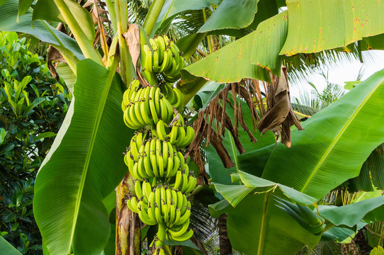 Banana tree with bunch of growing green bananas