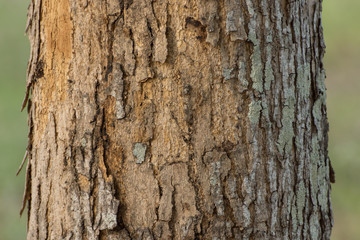 Mahogany tree bark.