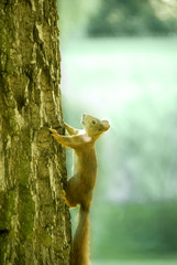 squirrel climbing tree in morning wild nature 