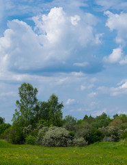 Fototapeta na wymiar Naturlandschaft mit Wiese, Bäumen und Wolkenhimmel