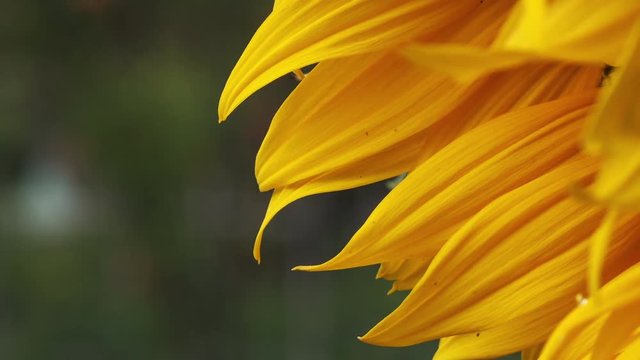Sunflower petals close up