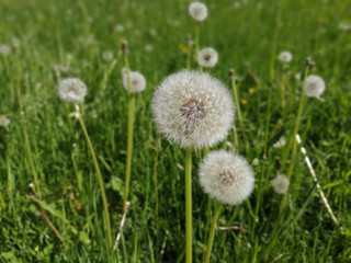 Pusteblume