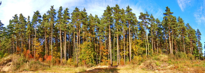 Panoramic view of pine forest
