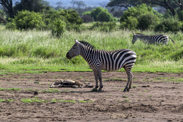 Fototapeta na wymiar Zebra standing at the sick zebras on the ground