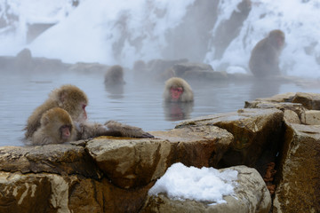 Naklejka premium 温泉に入るサル