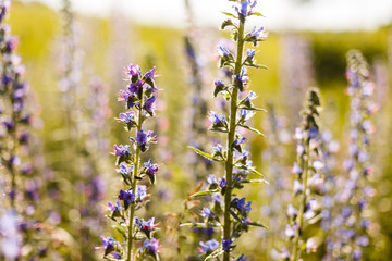 Echium plantagineum, known as purple viper's-bugloss or Paterson's curse