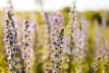Echium plantagineum, known as purple viper's-bugloss or Paterson's curse