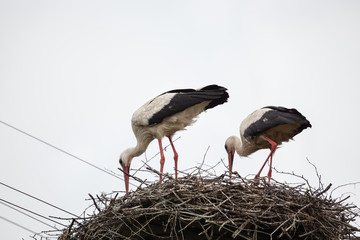 Two adult white storks in the slot synchronously tilted the heads