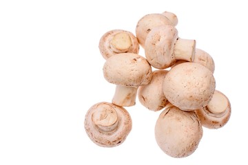 White mushrooms champignons isolated on a white background