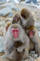 Fototapeta premium 温泉に入るサル