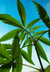 Cannabis, marijuana,