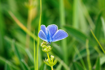 Common Blue butterfly sitting on a flower on a meadow