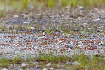 Plover bird standing on the ground and looking