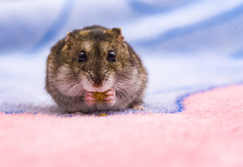 Dwarf hamster eating seeded bread on a chopping board
