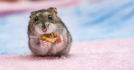 Fototapeta na wymiar russian hamster in front of white background