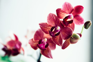 Fototapeta na wymiar Pink orchid in pot on white background. Image of love and beauty. Natural background and design element.