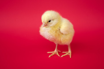 chicken on red background baby bird hen chick isolated in studio