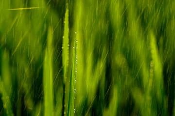 Rice plant in rice field with rainfall. Un-focus image.