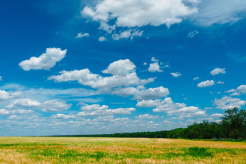 Wheat field
