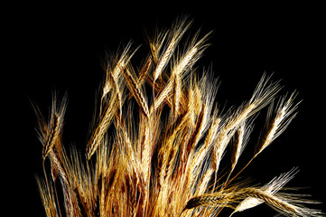 bunch of corn grain like a concept of agriculture and summer harvest over black background 
