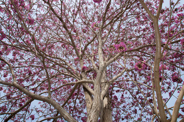 Beautiful blooming pink flower of Tabebuia heterophylla